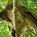 Rufous Owl (male) on the same Fig Tree (benjamina) three days in a row アカチャアオバズク<br />Canon EOS 6D + EF300 F2.8L III + EF2xIII Rufous Owl (male) on the same Fig Tree (benjamina) three days in a row アカチャアオバズク<br />Canon EOS 6D + EF300 F2.8L III + EF2xIII